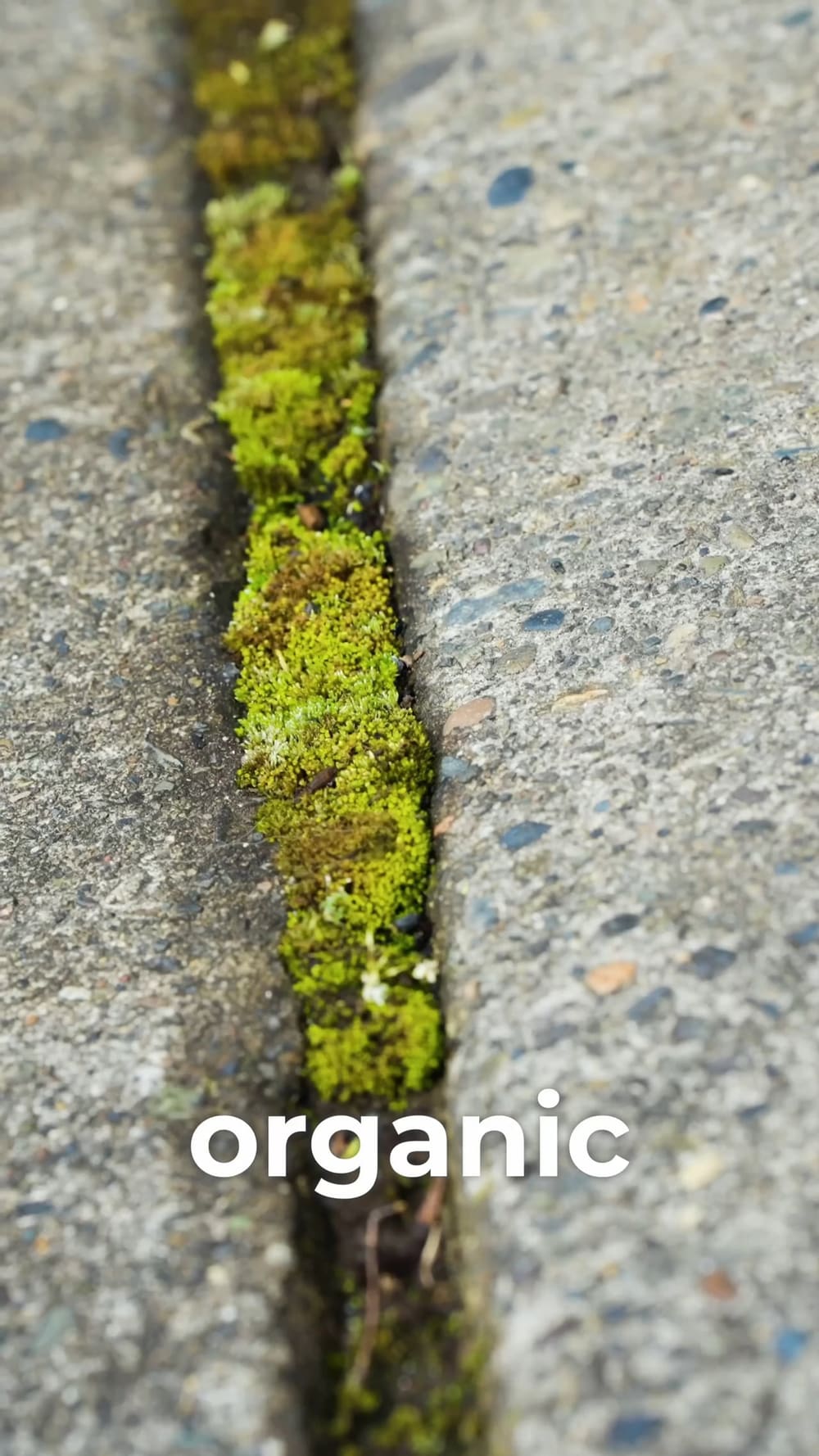 Still frame from the Moss Removal video